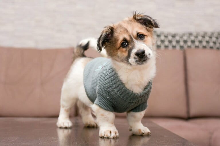 Happy puppy in sweater Happy puppy in sweater