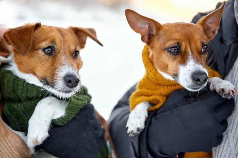 Jack Russells walk in winter on the streets with their owners