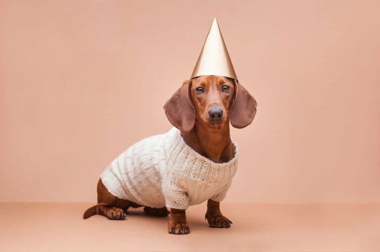 Funny dachshund in a knitted sweater on a beige background with a party hat