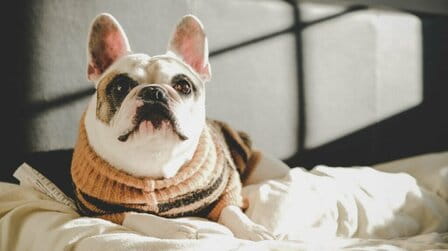 At What Temperature Do Dogs Need Sweaters?